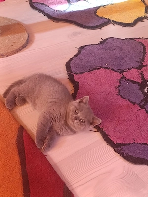 British shorthair de rasă ,poze REALE! - imagine 4