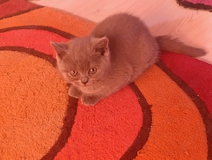 British shorthair de rasă ,poze REALE! - imagine 2