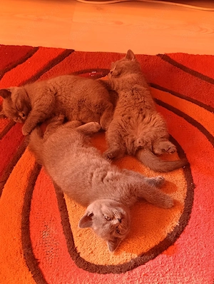 British shorthair de rasă ,poze REALE! - imagine 5