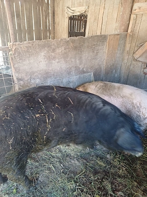 porci de vinzare - imagine 2