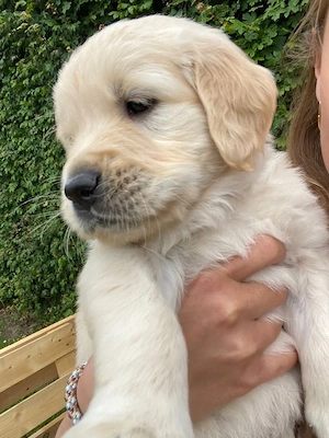 Golden Retriver  - imagine 2