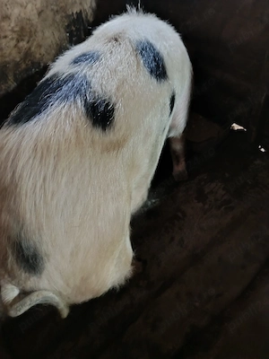 porc de vînzare 