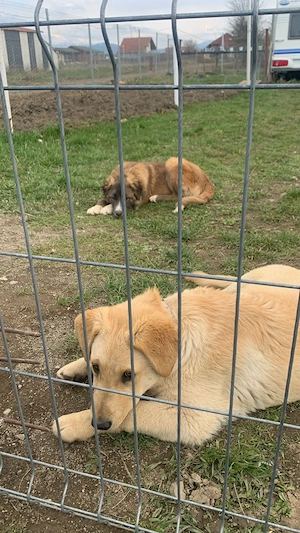 2 pui de câine pentru adopție- metis labrador și metis ciobănesc  - imagine 4