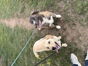 2 pui de câine pentru adopție- metis labrador și metis ciobănesc 