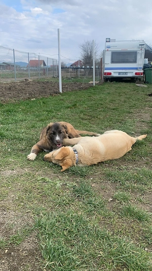 2 pui de câine pentru adopție- metis labrador și metis ciobănesc  - imagine 2