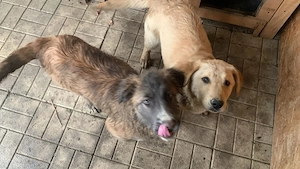 2 pui de câine pentru adopție- metis labrador și metis ciobănesc  - imagine 3