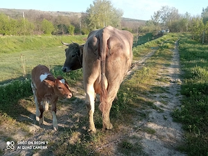Vand vaca fatata cu viteza bălțată 
