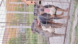 American bully femele
