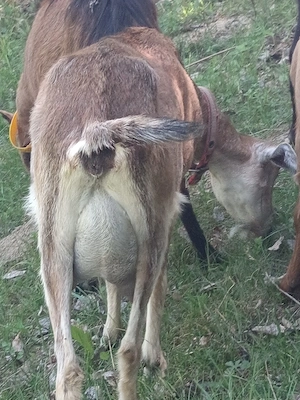 Vand o căprita de doi ani