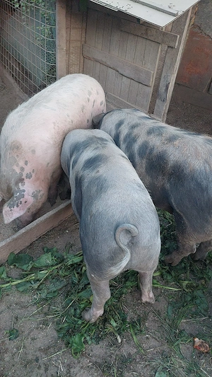 Porci de vanzare - imagine 4