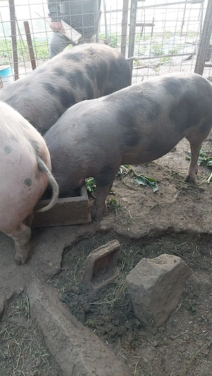 Porci de vanzare - imagine 3