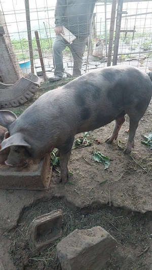 Porci de vanzare - imagine 2