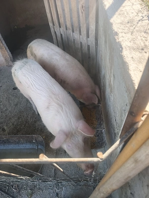 porci de vanzare - imagine 3