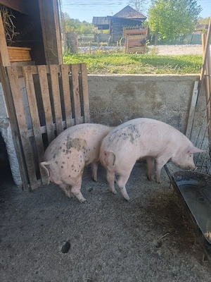porci de vanzare