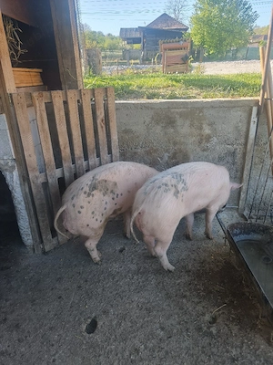 porci de vanzare