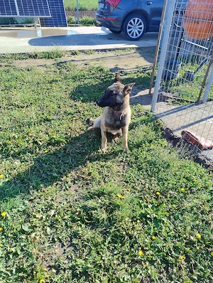 Belgian malinois femelă  - imagine 4