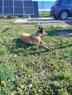 Belgian malinois femelă  - imagine 2