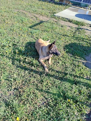 Belgian malinois femelă  - imagine 5