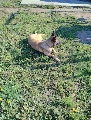 Belgian malinois femelă  - imagine 3