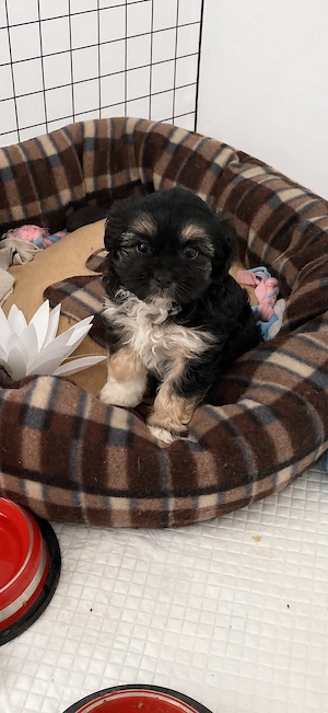 Catelusa shih tzu - imagine 3