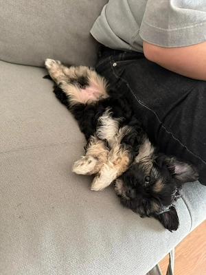 Catelusa shih tzu - imagine 2