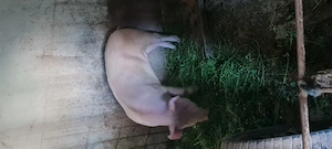 Porci rasa de carne 90-160kg - imagine 4