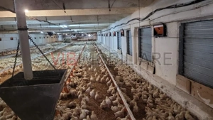 Ferma avicola functionala, judetul Bihor