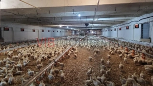 Ferma avicola functionala, judetul Bihor