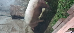 Porci rasa de carne 90-160kg - imagine 2