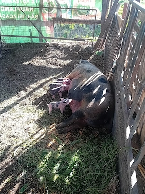 Scroafa petrean cu purcei de 3 zile - imagine 2