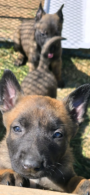 Pui Ciobanesc Belgian Malinois