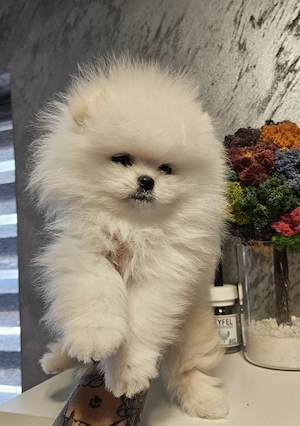Baietel pomeranian superb! - imagine 5