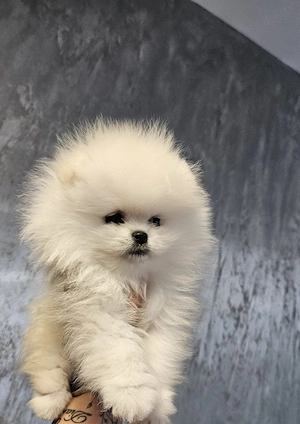 Baietel pomeranian superb! - imagine 3