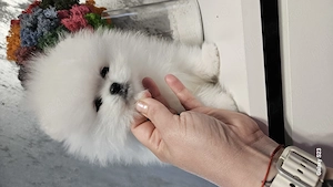 Baietel pomeranian superb! - imagine 2