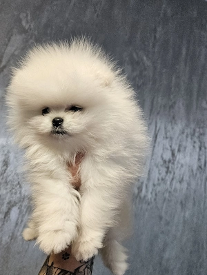 Baietel pomeranian superb! - imagine 4