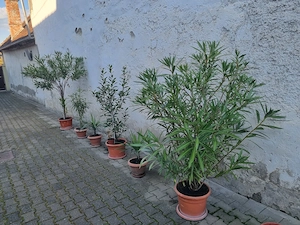 Vând Dafin în ghiveci, înălțime 1,70 m - imagine 2