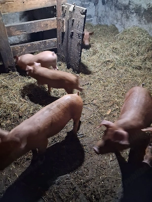 Animale de vânzare 