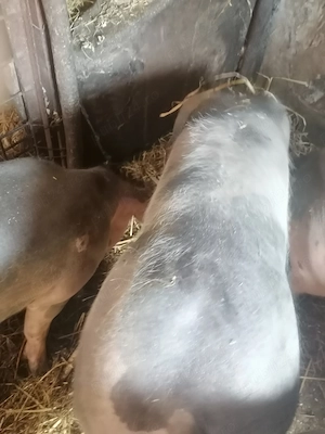 Disponibil porc de carne! 