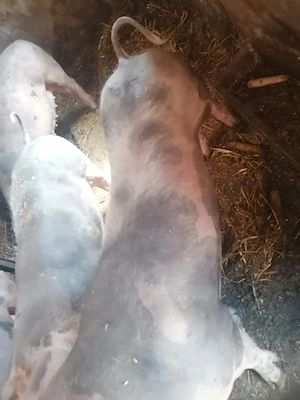 Disponibil porc de carne!  - imagine 2