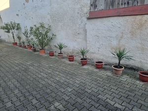 Yucca, plante pentru decorațiuni