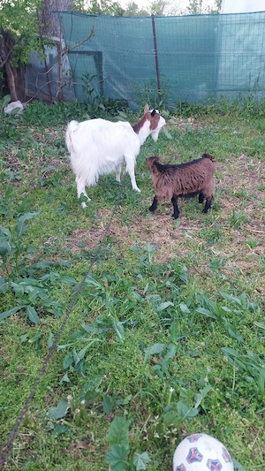 capre tinere schimb cu porci purcei  - imagine 2