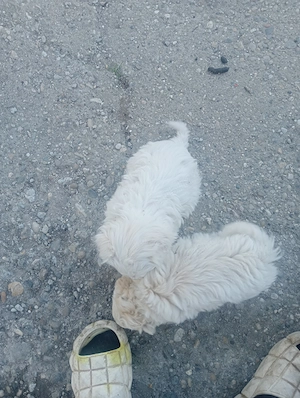 Doi pui bichon 