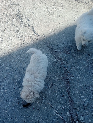 Doi pui bichon  - imagine 2