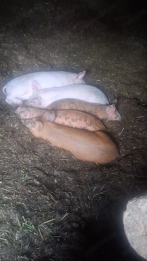Purcei 8 săptămâni de vânzare!!