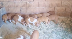 Purcei de vânzare!