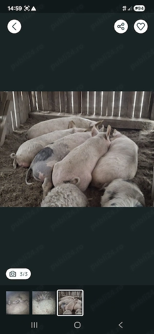 porci pentru sacrificare la 14 lei kg - imagine 2