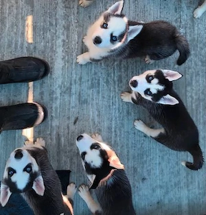 Husky vaccinați și deparazitați