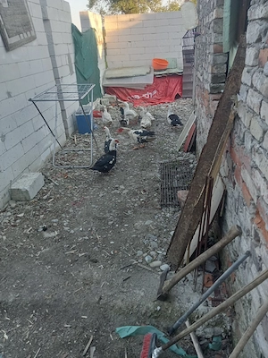 vând nouă rațe cinci românești patru leșești din care trei rățoi 
