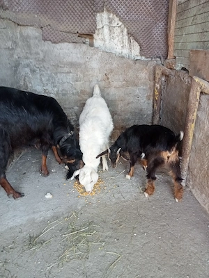 vand capră cu iadă și un țap la șase luni 