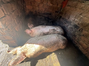 trei porci si o scroafa gestanta in 2 luni